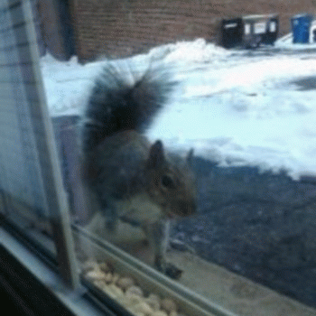 Sloth (USA-2) : Stompy!